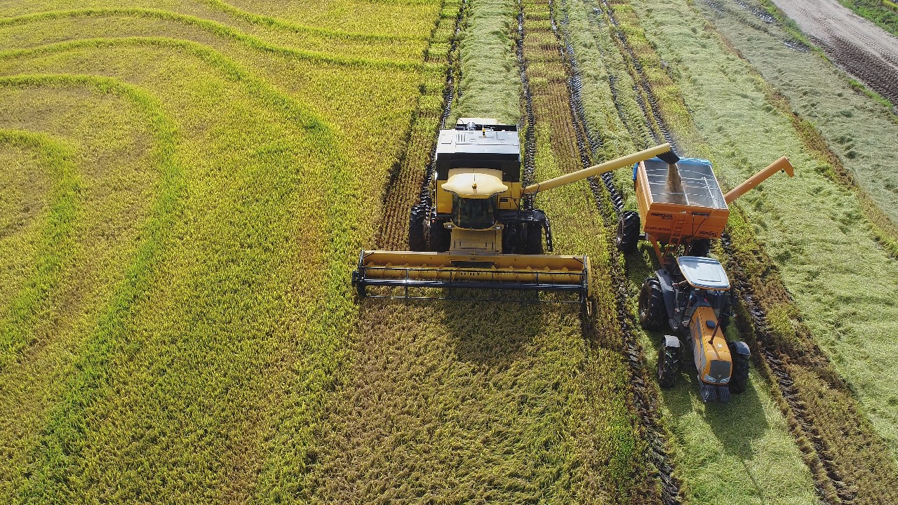 Arroz/Cepea: Preços se mantêm na casa dos R$ 87,00/sc desde o início deste mês