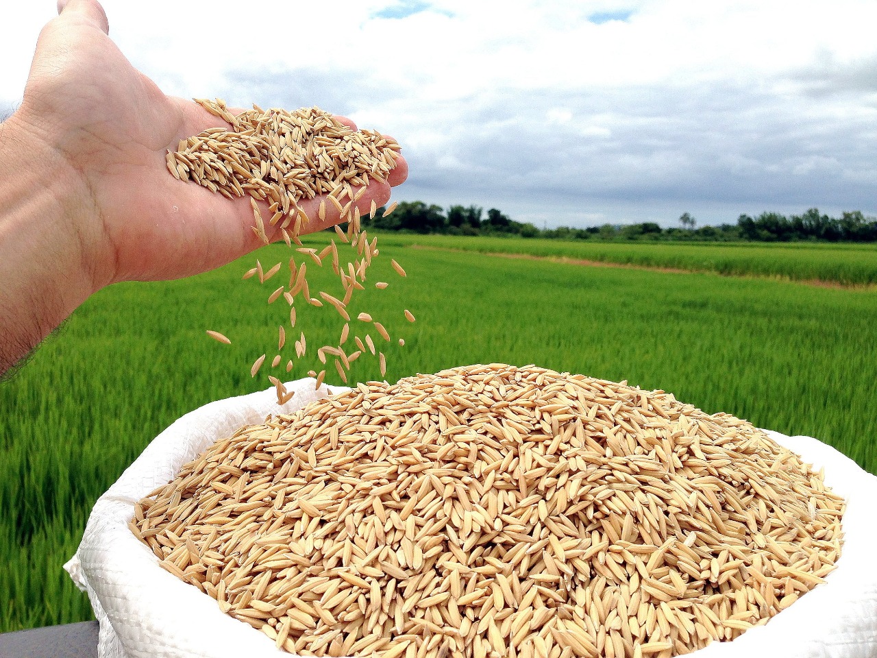 Abiarroz: Exportações de arroz em agosto alcançam 268 mil toneladas