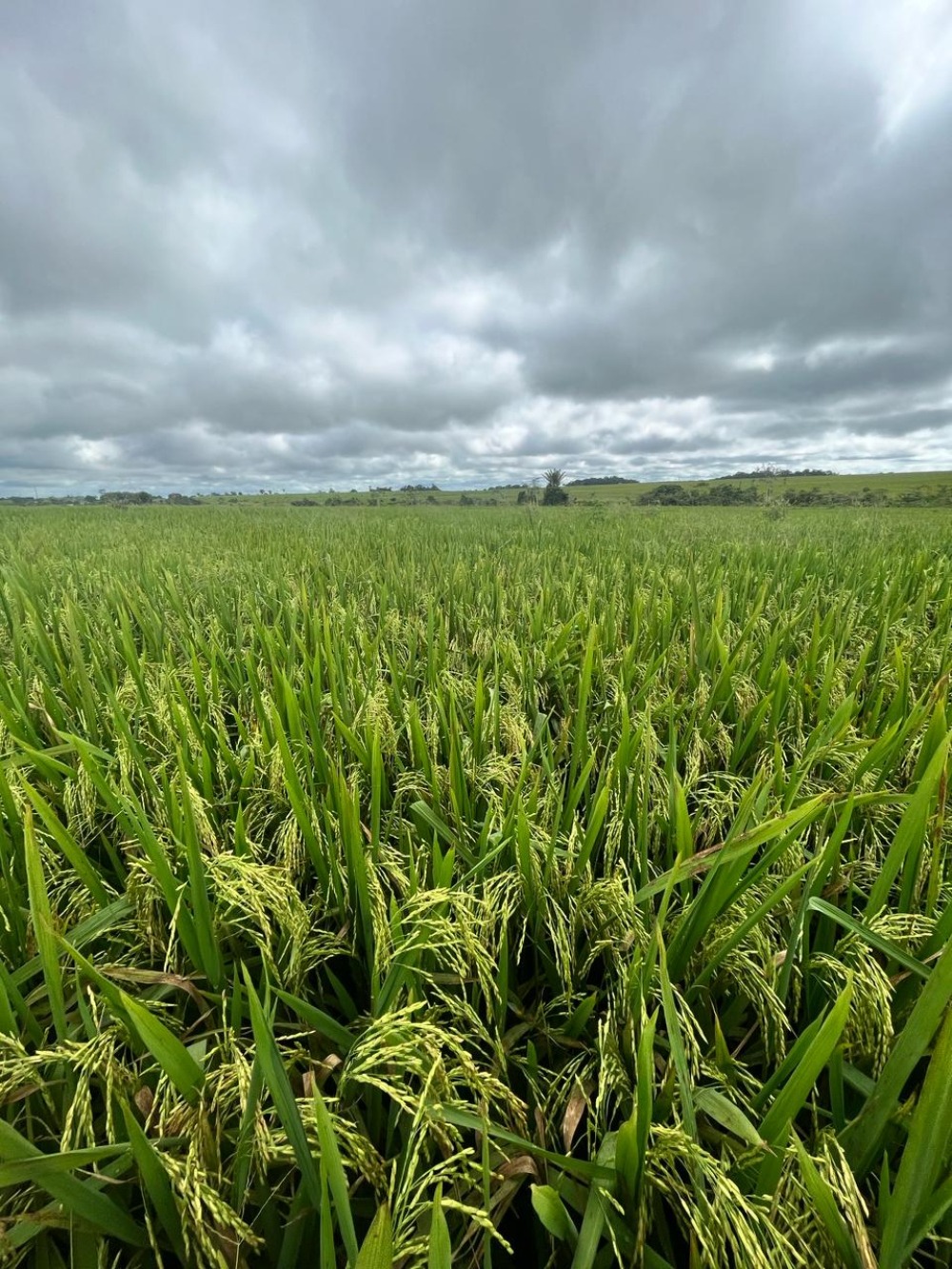 O Momento de Plantar Arroz é Agora! Confira as Novas Variedades da Agro Norte